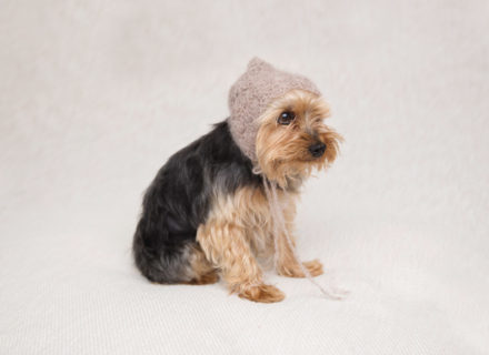 Funny dog portrait