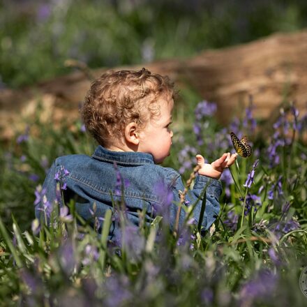 little boy toddler sat in a field of bluebells with his back to the camera holding his right hand up to let an orange butterfly land on his hand